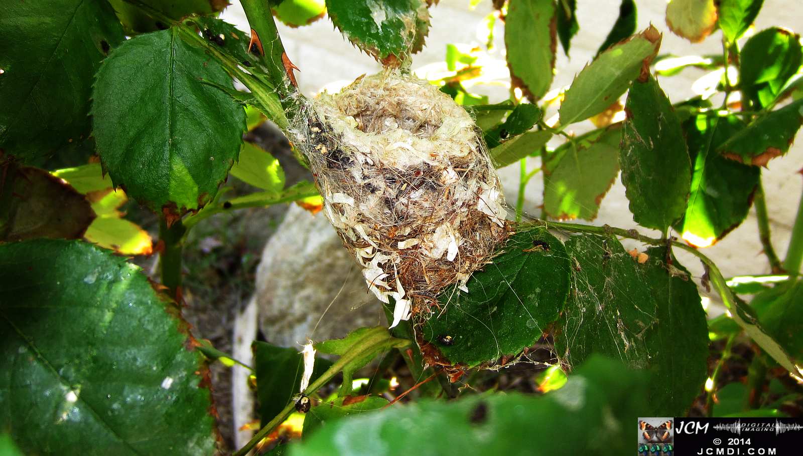 Allen's Hummingbird nest 2nd brood for 2014